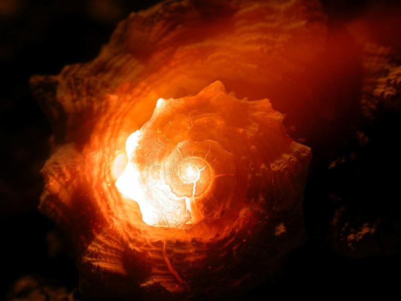 Burning Shell 5.jpg